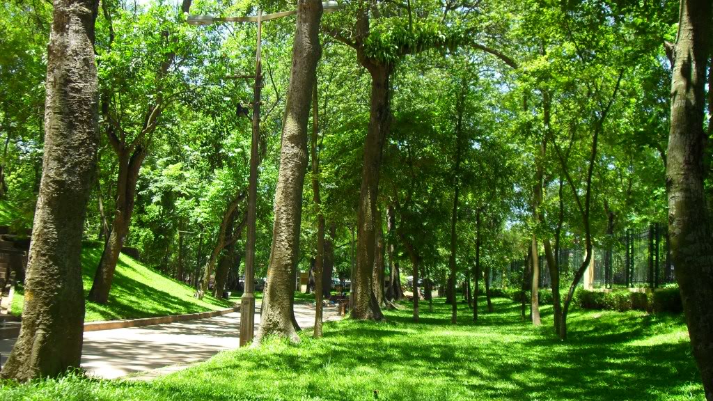 10 hecta cây xanh tại công viên Bách Thảio